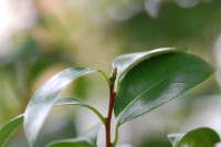 草